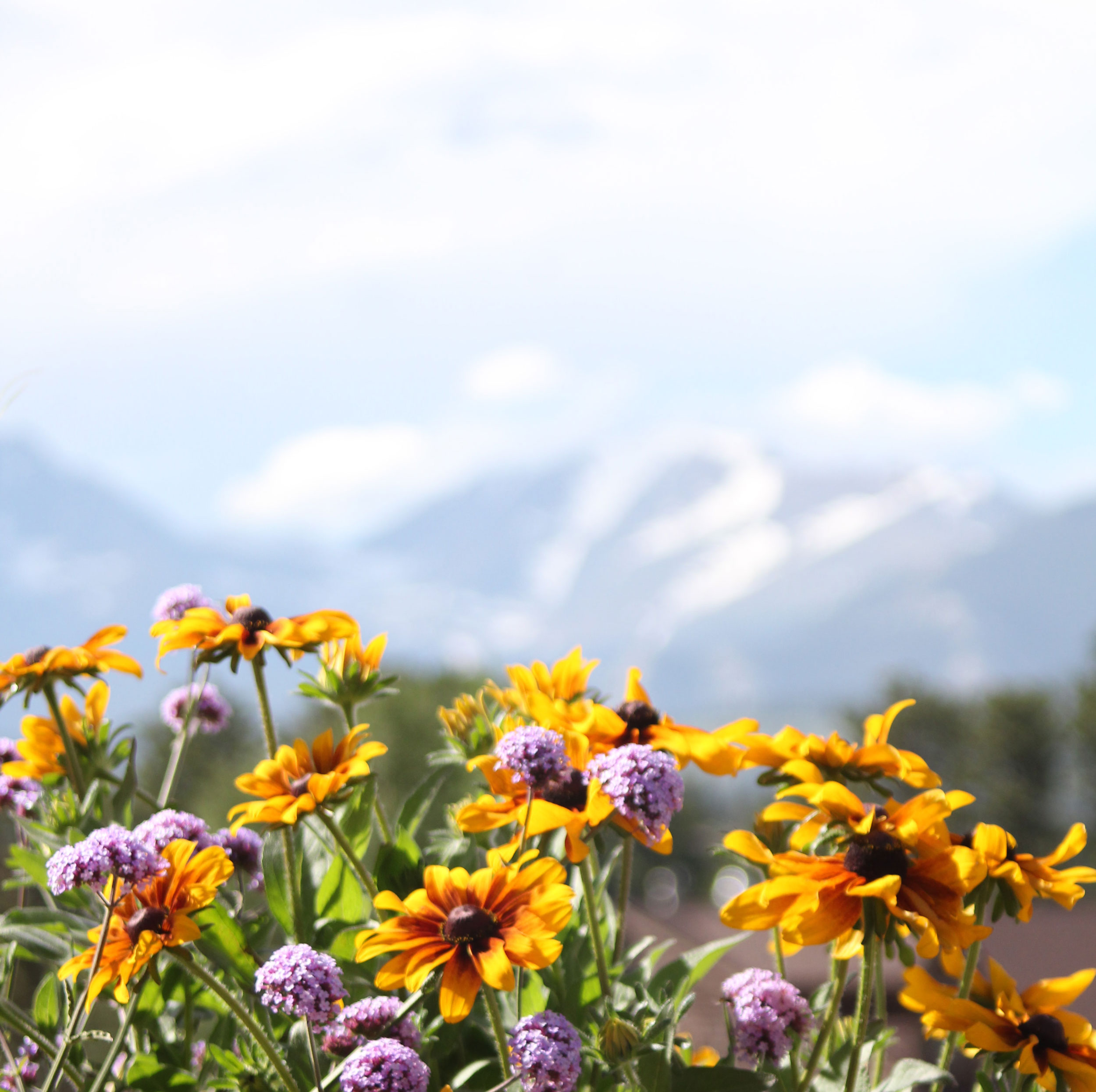 Black Eyed Susans with mountains in the background